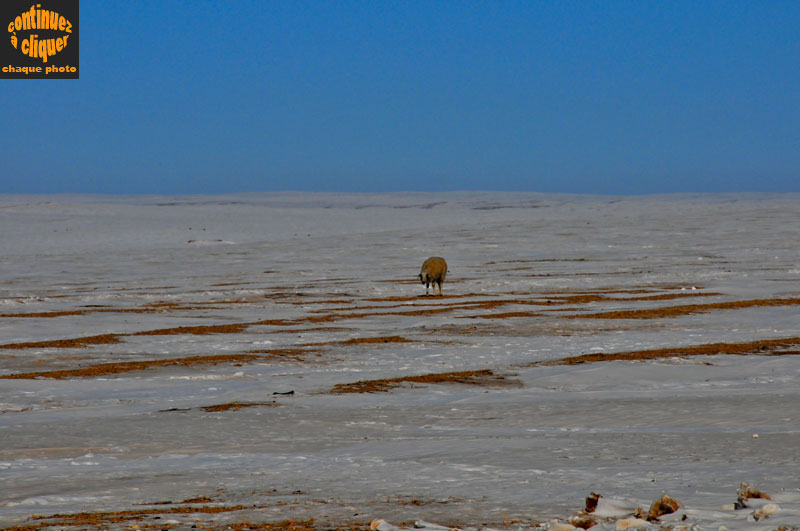 Mongolie